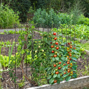 Metal Plant Trellis - Support Climbing Vines -13