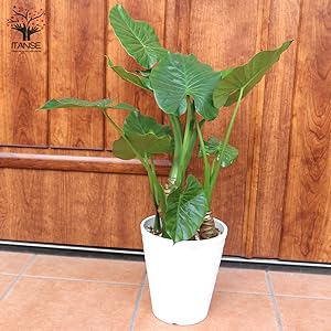 茎太！斑入りクワズイモ ！美品！約60cm 鉢付き2年生 茎太！斑入りクワズイモ ！美品！約60cm 鉢付き2年生 クワズイモ