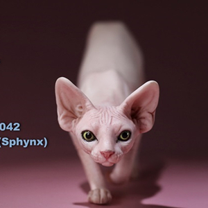 Amazon R Doll 1 6 フィギュア 素体 動物 道具 カナダ スフィンクス Sphynx 毛なし 猫 置物 無表情 リアル 可愛い Mr Z No 42 005 フィギュア ドール 通販 Amazon R Doll 1 6 フィギュア 素体 動物 道具 カナダ スフィンクス Sphynx 毛なし 猫 置物 無表情 リアル 可愛い Mr Z No 42 005 フィギュア ドール 通販