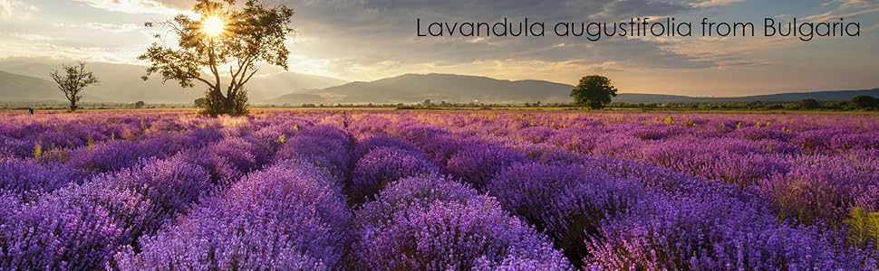majestic pure lavender oil France Bulgaria pure natural therapeutic grade top best aromatherapy
