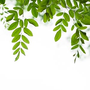 Moringa Leaves