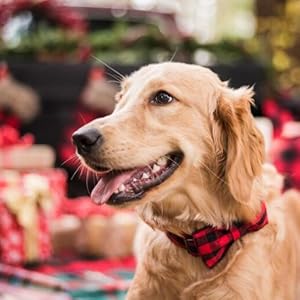 Unique style paws Dog Collar with Detachable Bow tie, Adjustable Dog Collars with Bow for Small Medium Large Dogs or Cats XXS-XL 23