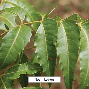 Banyan Botanicals neem leaves oil