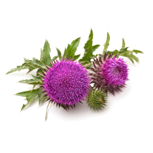 Milk Thistle