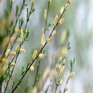 willow bark