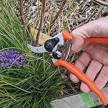 pruners cutting a branch