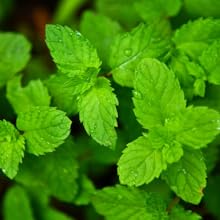 Peppermint