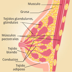 Breast