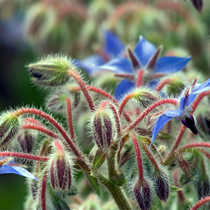 Borage