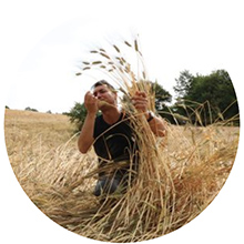 Grani antichi, cereali biologici