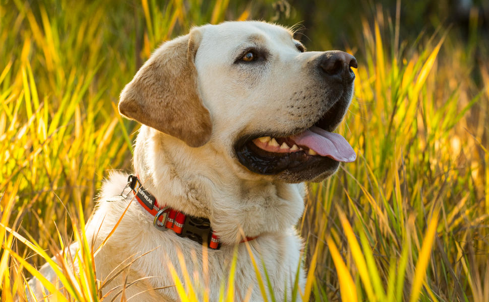 мир про собак. мир про собак. доклад про собаку. проект моя собака. проект человек и собака.