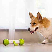 dog play bone