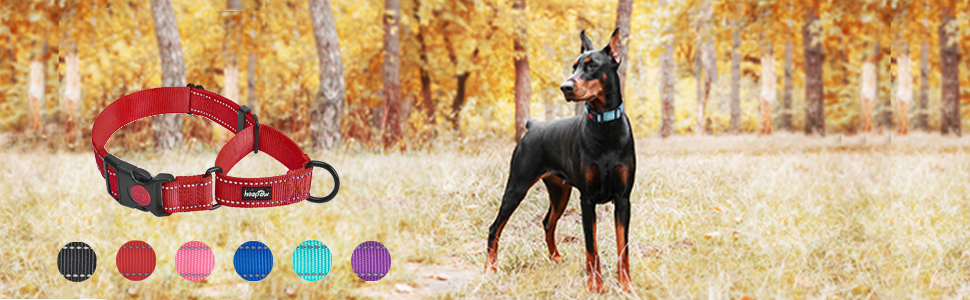 martingale collar with buckle