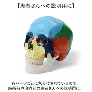 Amazon.co.jp: 頭蓋骨模型 頭蓋骨模型 マルチカラー : 産業