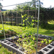 Trellis Netting