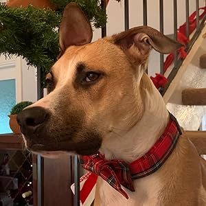 Unique style paws Dog Collar with Detachable Bow tie, Adjustable Dog Collars with Bow for Small Medium Large Dogs or Cats XXS-XL 25