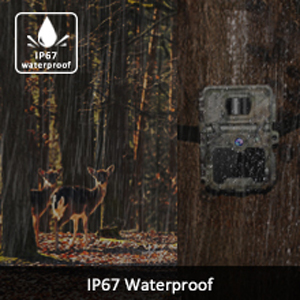 wildlife camera
