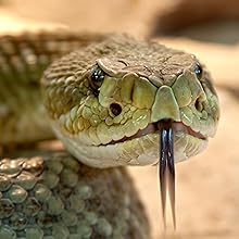 RATTLESNAKES
