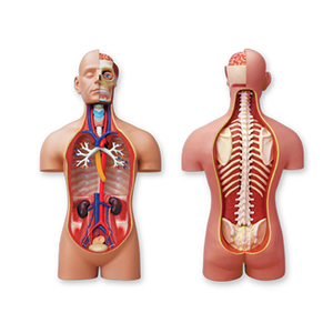 品多く 希少玩具 人体模型 4dパズル 解体模型 パズル ジグソーパズル Hlt No 品多く 希少玩具 人体模型 4dパズル 解体模型 パズル ジグソーパズル Hlt No