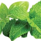 best herbal mouthwash,tulsi mouthwash,mint mouthwash,best mouthwash to buy