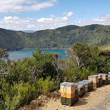 mountain valley raw manuka honey new zealand wild native nature pure natural honeys variety gift box