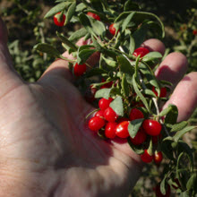 goji berries berry heaven mountian famous world organic natural fresh free freedom non-gmo gluten