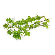 Feel Good Eye Cream contains Eye Bright