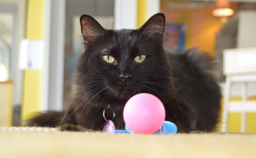 black cat sitting behind a wiggly pong cat toy ball