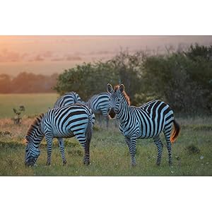 Sony Alpha A6600 Mirrorless Camera | Black | ILCE-6600