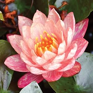 Small manufacture image 3