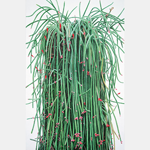 Small manufacture image 7