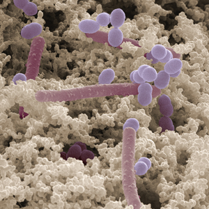 Small manufacture image 5