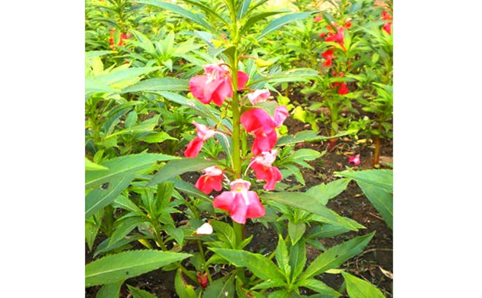 seeds