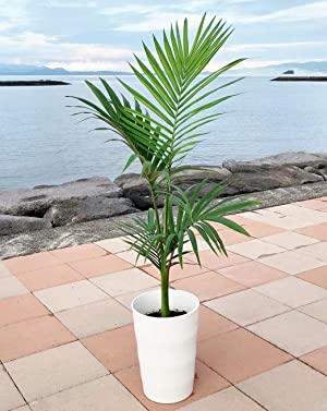 Amazon｜キングパーム 8号 約100cm 指宿産直 グリーン｜観葉植物