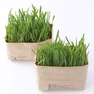 Amazon Co Jp 無印良品 猫草栽培セット 2個入り ペット用品