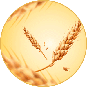  Cocodimonium Hydroxypropyl Hydrolyzed Wheat Protein (gluten-free)