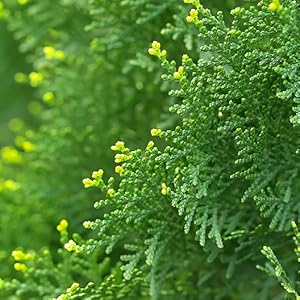 Encre Noire By Lalique For Men - Eau De Toilette, 100ml