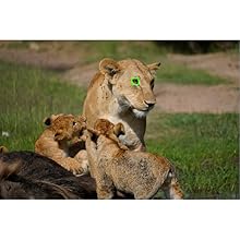 Sony Alpha A6600 Mirrorless Camera | Black | ILCE-6600