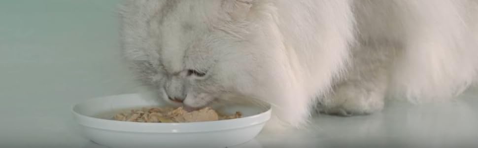 猫 病みつき