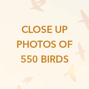 bird watching, bird books, birding, bird identification, nature guide