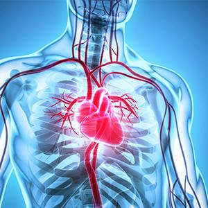 Hesperidin Methyl Chalcone heart and blood vessels vascular capillary antioxidant