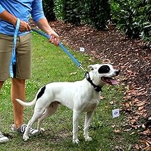 Petsafe, cableado, valla, perro, valla invisible, entrante, diseños, mascota, sistema de contención, patio máximo