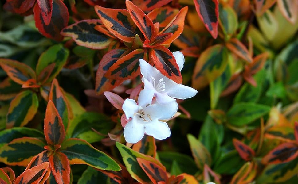 Southern Living Plant Collection Kaleidoscope Abelia Shrub