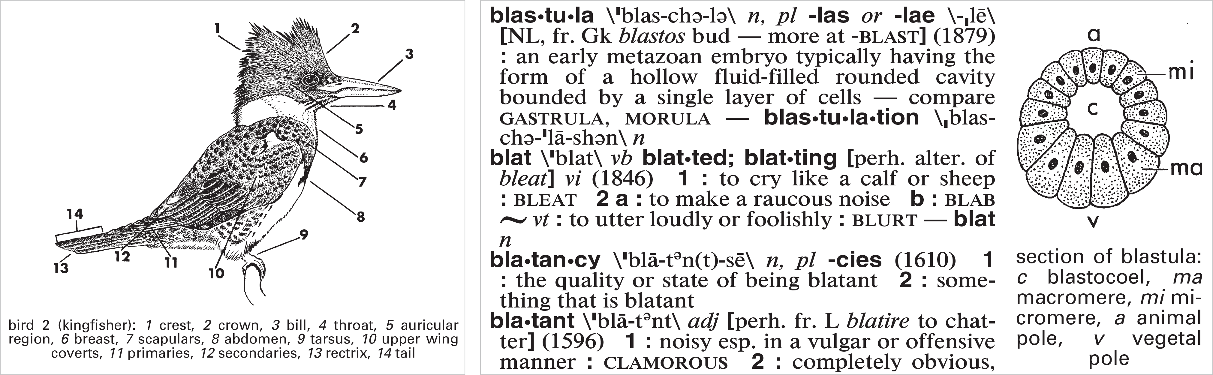 Merriamster's Collegiate Dictionary (Laminated Cover) Merriam