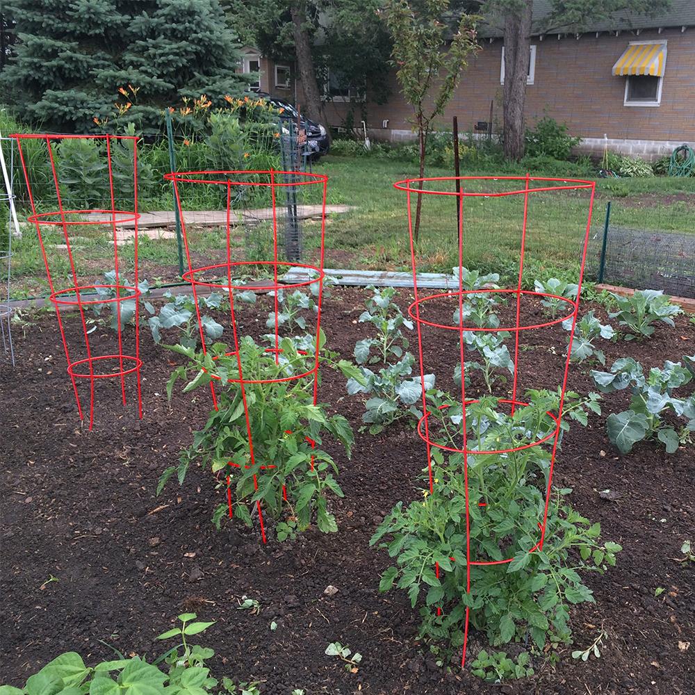 Gilbert & 901592RE5 Red 54" Galvanized Tomato