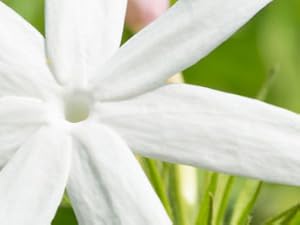 Indian Night Jasmine