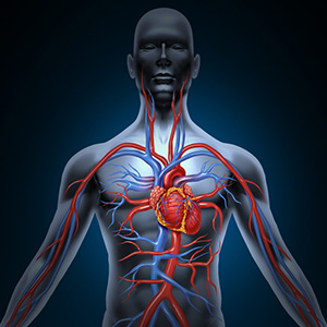 coq10 powder on the go sticks heart health antioxidant energy production 