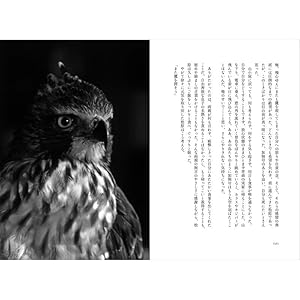 出羽ノ鷹狩 DVD 松原英俊 さん本人サイン入り 51T9cqluIzL._SY200_QL15_.jpg