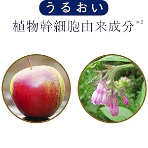 Plant stem cell derived ingredients