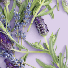 love beauty and planet,shampoo,revitaliza,cabelo,smooth and serene,relaxing rain,argan,lavanda